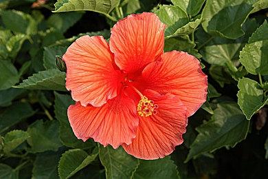 《WWE 2K22》喜迎开门红 英国首发销量是前作两倍